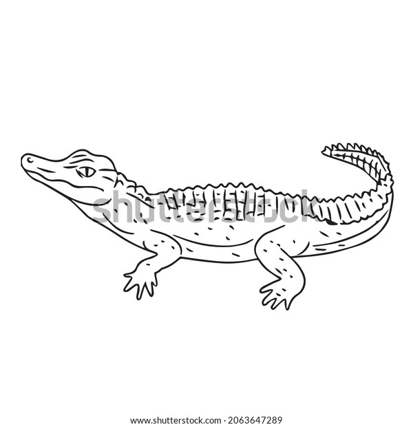 This Alligator Alligator Line Art Alligator Stock Vector (Royalty Free ...