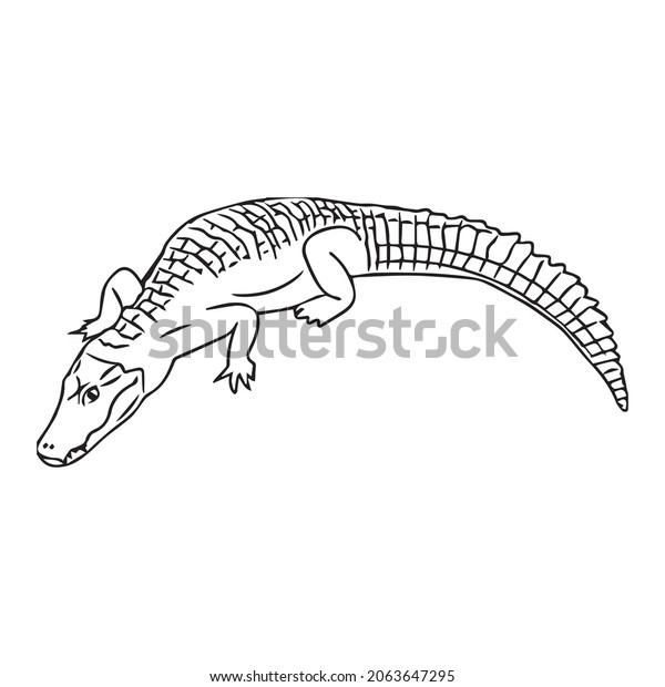 This Alligator Alligator Line Art Alligator Stock Vector (Royalty Free ...