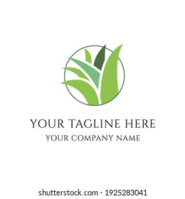 das ist auch Vera Pflanzenlogo kann für alo Vera oder Bio-Unternehmen verwendet werden. dies ist minimalistisch kreativ und attraktiv