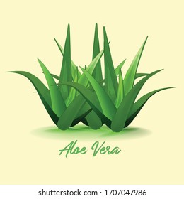 Das ist Aloe Vera Vektorillustration Illustration.