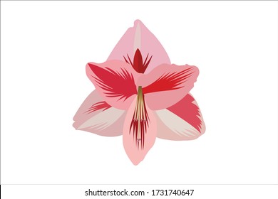 This is Amaryllis on a white background.   