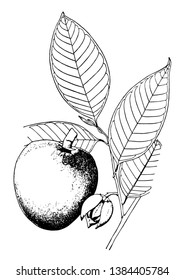 This is an apple in the frame called Annona Glabra. This fruit usually does not meet and the cover of this fruit is strict, vintage line drawing or engraving illustration.