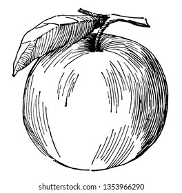 This is apple in the frame and its stomach is the leaf, vintage line drawing or engraving illustration.