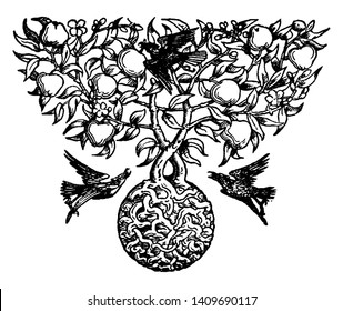 This is the apple in the frame and there are leaves it has apple. There are 3 birds around that tree, vintage line drawing or engraving illustration.