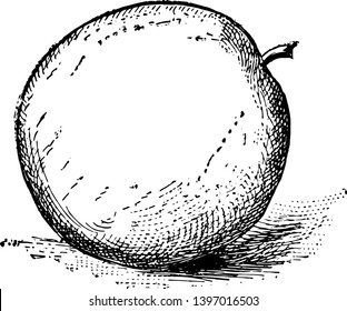 Se trata de manzana en el marco, dibujo de línea vintage o ilustración de grabado.