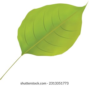 This is apricot leaf's  vector design