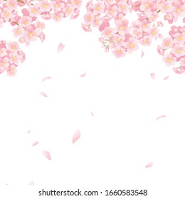 This is a background illustration of beautiful cherry blossoms in Japan.