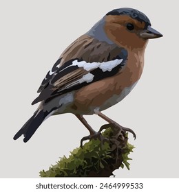 This is a beautiful bird. Its name Chaffinch.