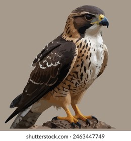 This is beautiful bird. Its name falcon.