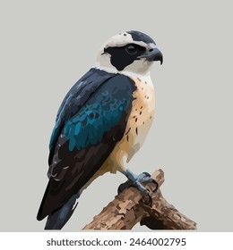 Este es un pájaro hermoso. Su nombre   ¡Falconet!   