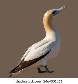 This is a beautiful bird. Its name     Gannet. 