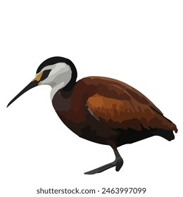 This is a beautiful bird. Its name    Jacana. 