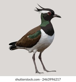 This is a beautiful bird. Its name    Lapwing.