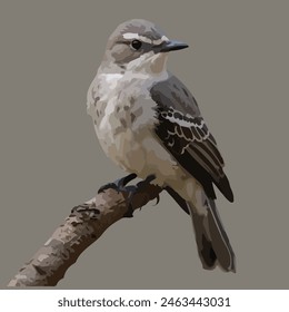 This is beautiful bird. Its name mockingbird.