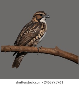 Este es un pájaro hermoso. Su nombre es Nightjar.