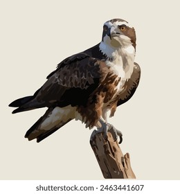 This is beautiful bird. Its name osprey.