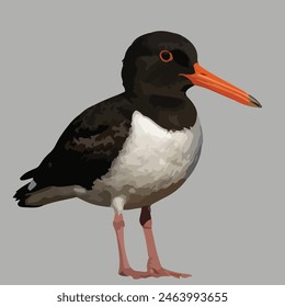 This is a beautiful bird. Its name   Oystercatcher
