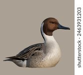 This is a beautiful bird. Its name Pintail.