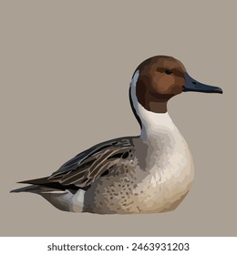 Este es un pájaro hermoso. Su nombre es Pintail.