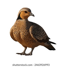This is a beautiful bird. Its name Sandgrouse.