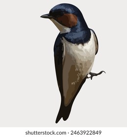 Este es un pájaro hermoso. Su nombre es Swallow.