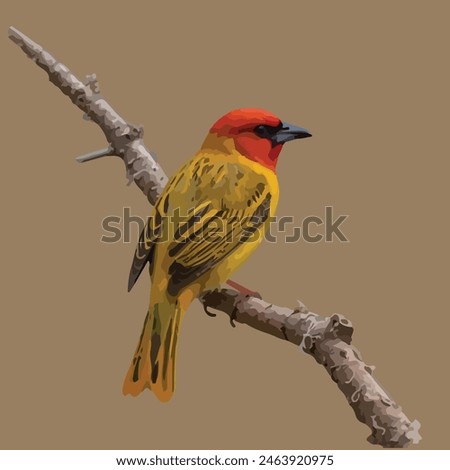 This is a beautiful bird. Its name Weaver.