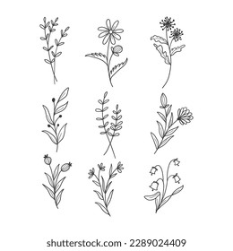 This is a beautiful botanical leaf doodle wildflower line art.