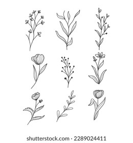 This is a beautiful botanical leaf doodle wildflower line art in vector.