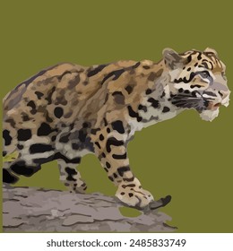 This is a beautiful Clouded Leopard 
