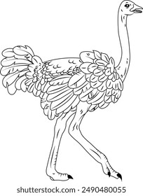 This is a Beautiful Ostrich Coloring page Artwork.Children learn easily how to make ostrich drawing.