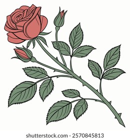 This is a beautiful rose flower