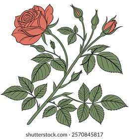 This is a beautiful rose flower