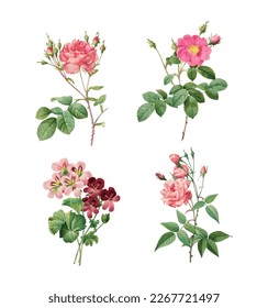 This is Beautiful vintage rose and geranium vector collection.