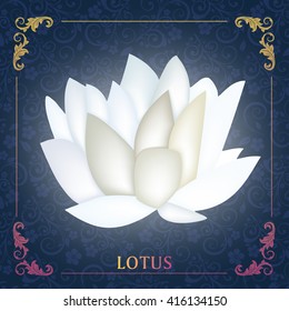 This beautiful water lily or lotus flower