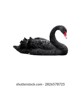 this  is big size duck 