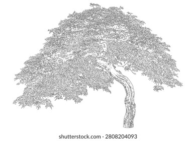 This black and white sketch depicts an intricately detailed with sprawling branches, showcasing the natural beauty of its foliage.