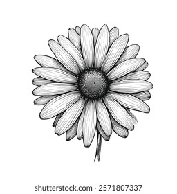 This black and white vector art illustration beautifully captures the simplicity and elegance of a daisy flower. The symmetrical petals radiate from a central disc-shaped core, with clean lines and in