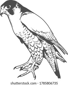 This Is A Black And White Vector Illustration Of A Hawk, One Of The Strongest Birds.