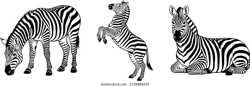 Este conjunto vetorial preto e branco apresenta três zebras altamente detalhadas ilustradas em estilo de gravura ou esboço. Poses incluem pastagem, criação e descanso, adequado para temas de vida selvagem, projetos de safári, materiais educacionais ou projetos gráficos.