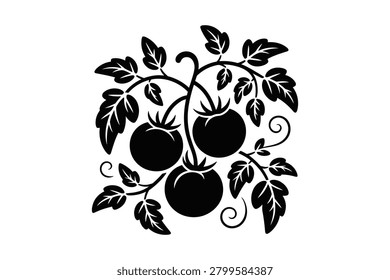 This black and white vector silhouette depicts a lush tomato vine with three hanging fruits and intricate leaves alongside curling tendrils. It is an ideal graphic element for food design projects or agricultural branding needing a crisp organic look.
