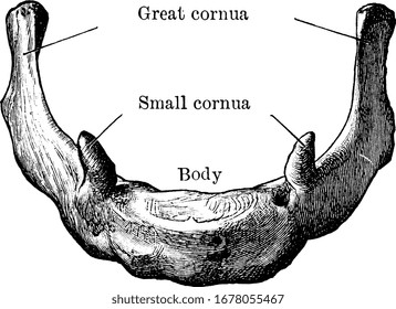 Este es el hueso en la articulación donde la lengua se conecta con el cuello y las mandíbulas. La función de este hueso es ayudar en la voz y el apoyo de la lengua, el dibujo vintage o la ilustración grabadora.