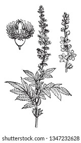 This is a branch of Agrimensor and this plant has a dark green color with numerous soft hairs, vintage line drawing or engraving illustration.