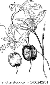 This is branch of Apple berry having greenish-yellow flowers and shiny purple fruit, vintage line drawing or engraving illustration.