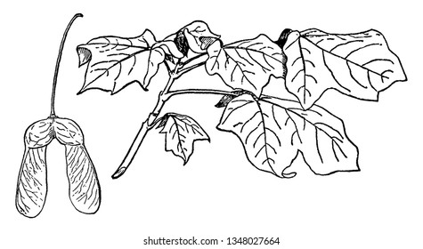 Das ist ein Ahornzweig aus schwarzem Zucker. Es ist Ahornart und auch bekannt als Acer Nigrum, Vintage Linie Zeichnung oder Gravitation Illustration.