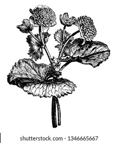 This is a branch of Caltha Pulstris Monstrosa Plena. It is a water-loving flowering plant and also known as Marsh Marigold, vintage line drawing or engraving illustration.
