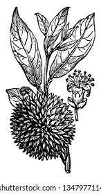 This is the branch of Dorian. This is like jackfruits. This fruits is green, big, needles-like cover. Leaves are narrow, long and soft. This fruit is developed from flowers, vintage 