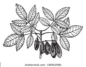This is a branch of leaflets. Leaves are oval shaped. Some leaves are mature and big in size and some are small, immature leaves also seen there, vintage line drawing or engraving illustration.