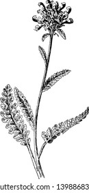 This is branch of Lousewort and it is a flowering plant. It is a low, hairy plant, vintage line drawing or engraving illustration.