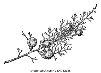 This is a Branch of Mendocino Cypress, having fruits on it. It is native to California, vintage line drawing or engraving illustration.