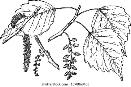 This is branch of  Mexico Poplar. It is a flowering plant and known as  Populus Mexicana, vintage line drawing or engraving illustration.